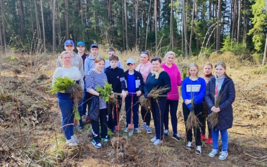 Дай лесу новае жыццё